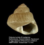 Gibbula tumida (f) lusitanica (4)